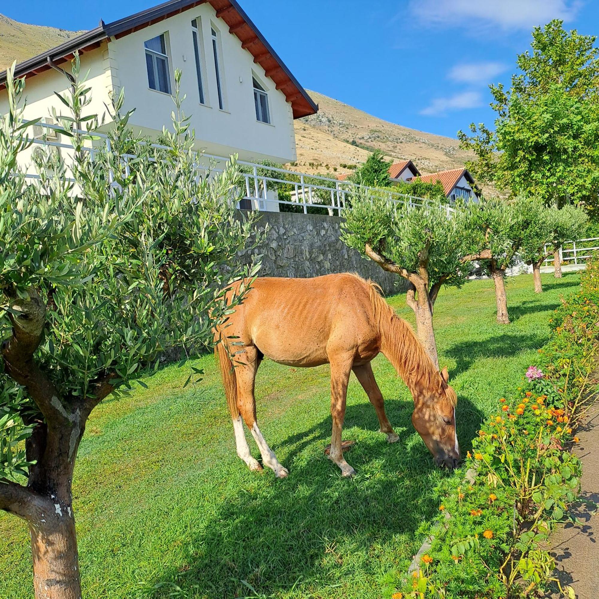 Xhuli Guesthouse Shkodër Екстериор снимка
